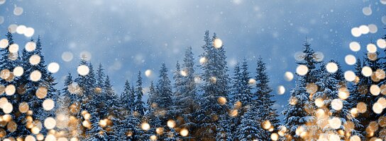 Tannenbäume vor dunklem Himmel mit goldenen Lichtreflexen